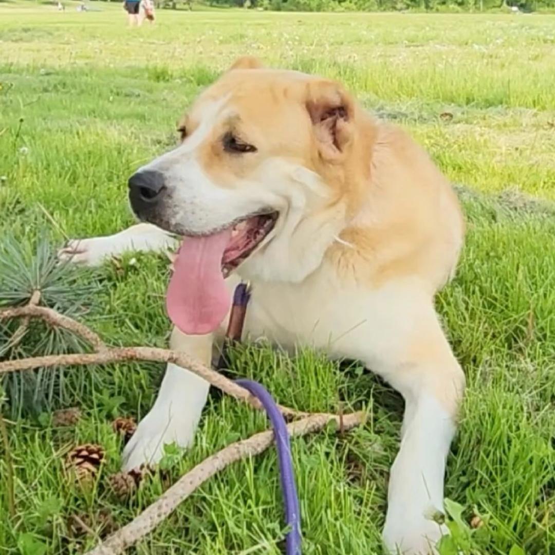 杨姐中亚牧羊犬