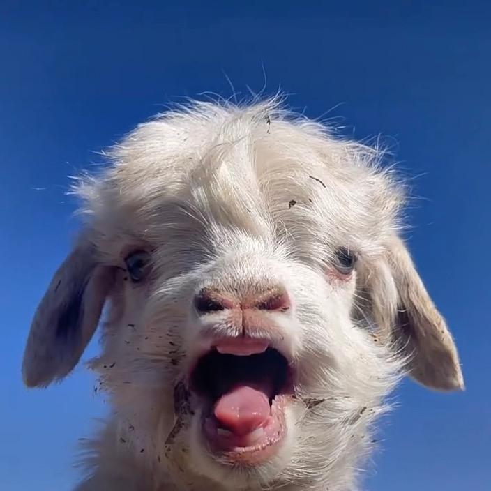 哈利波特骑着山羊飞🐑