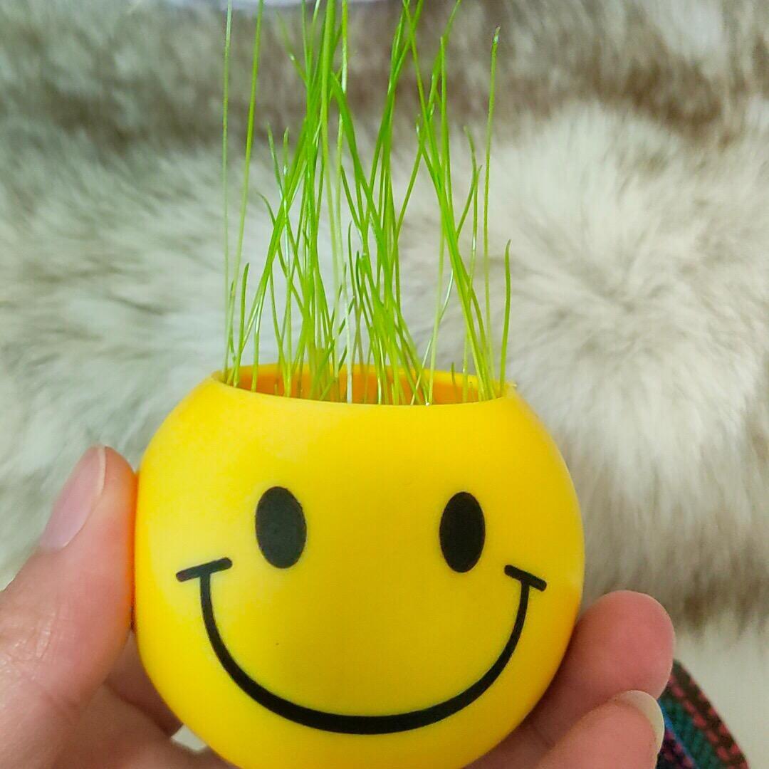 如果是什么果，