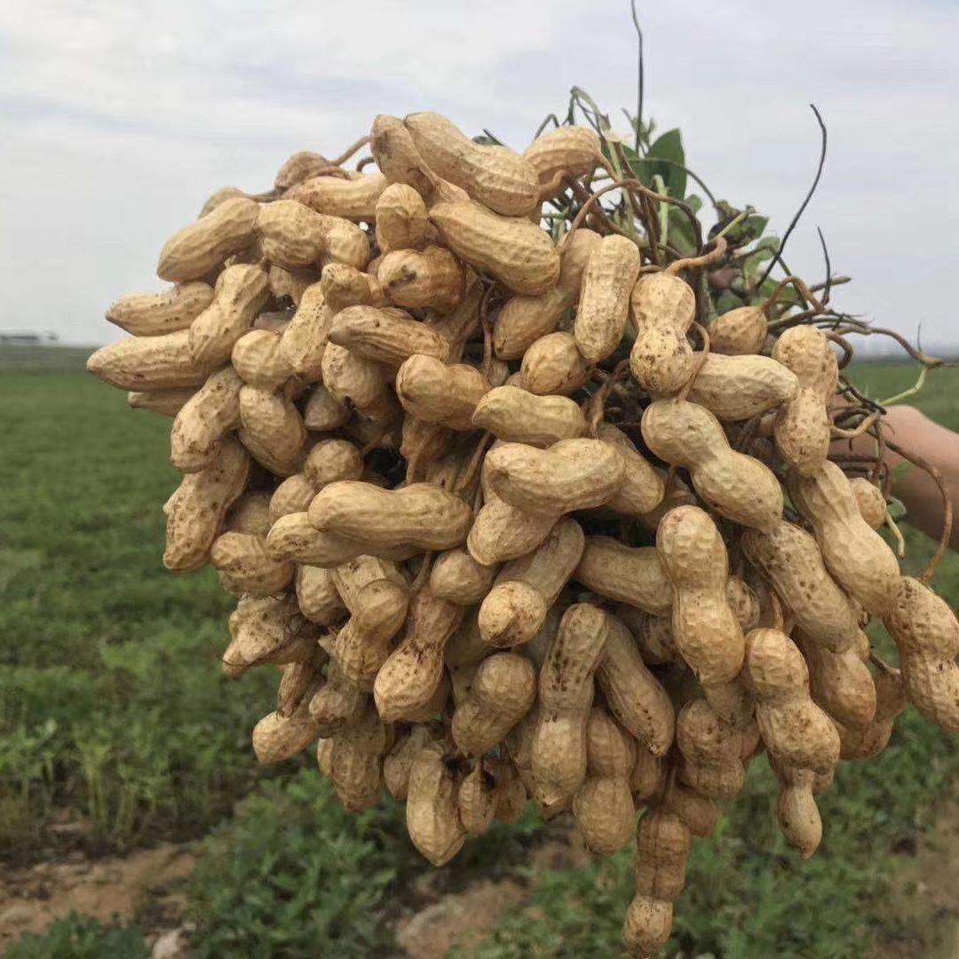 花生驿站