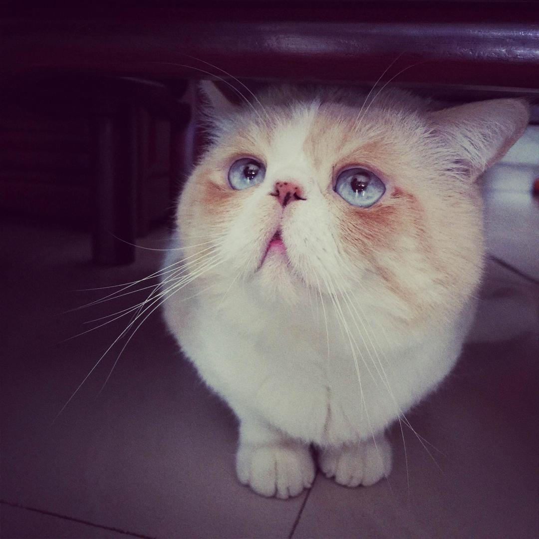 🐈银银的就是亮晶晶