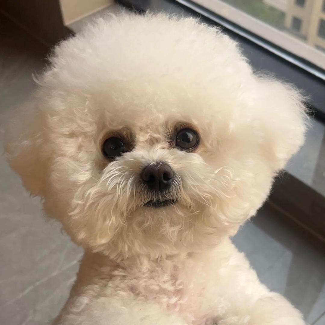 旺小米的朋友圈