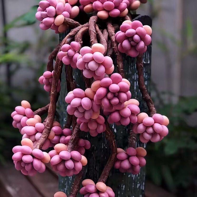 芳芳多肉小铺