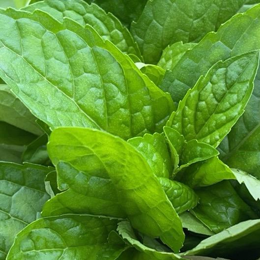 古文（老年版）