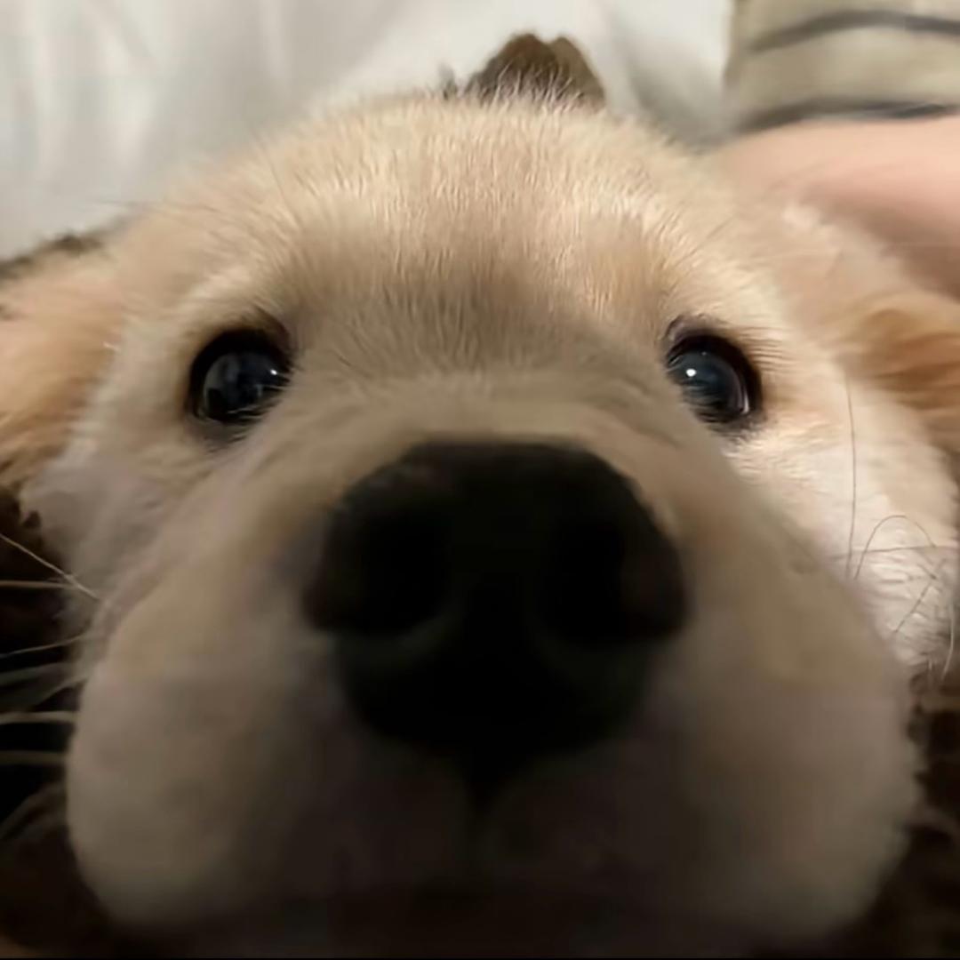 hieee^