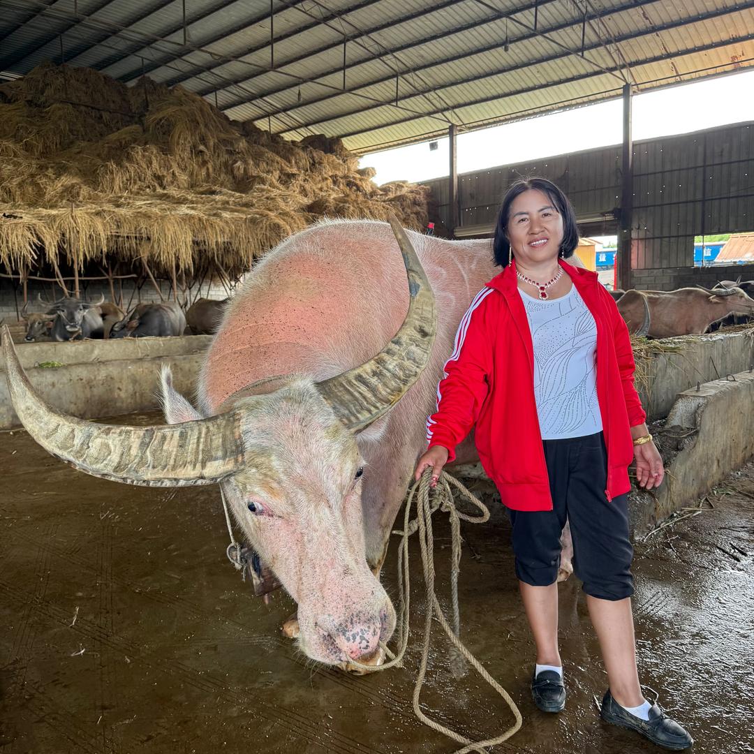 德宏🐮牛🐮交易市场