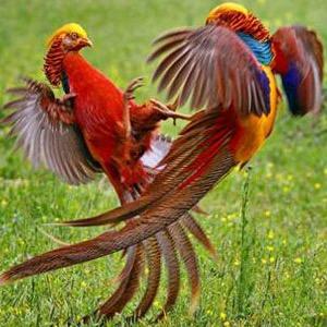 兵哥哥养殖基地