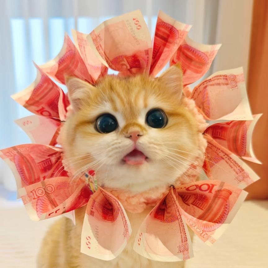 招财猫咪