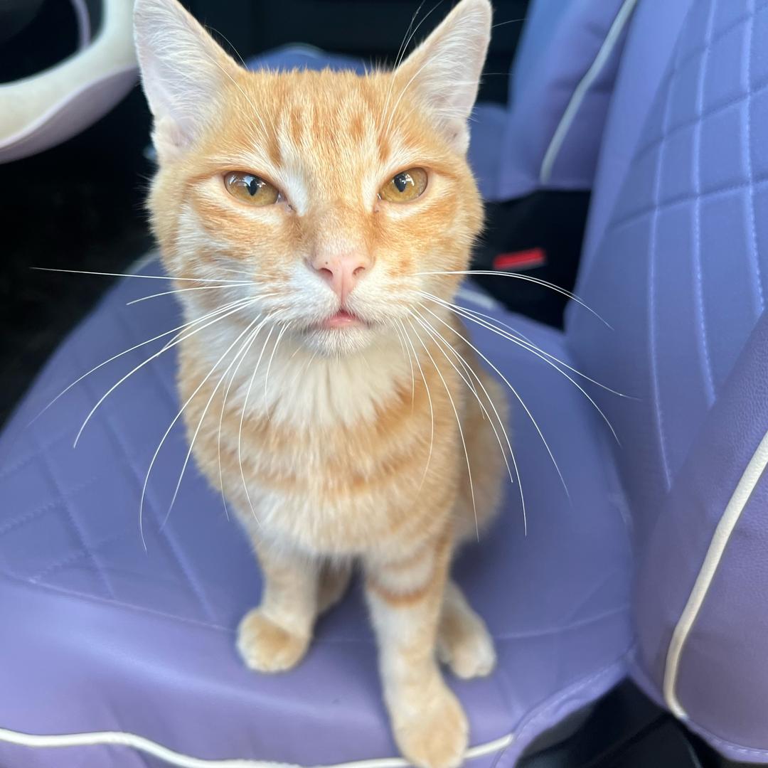 瘦成一道闪电⚡