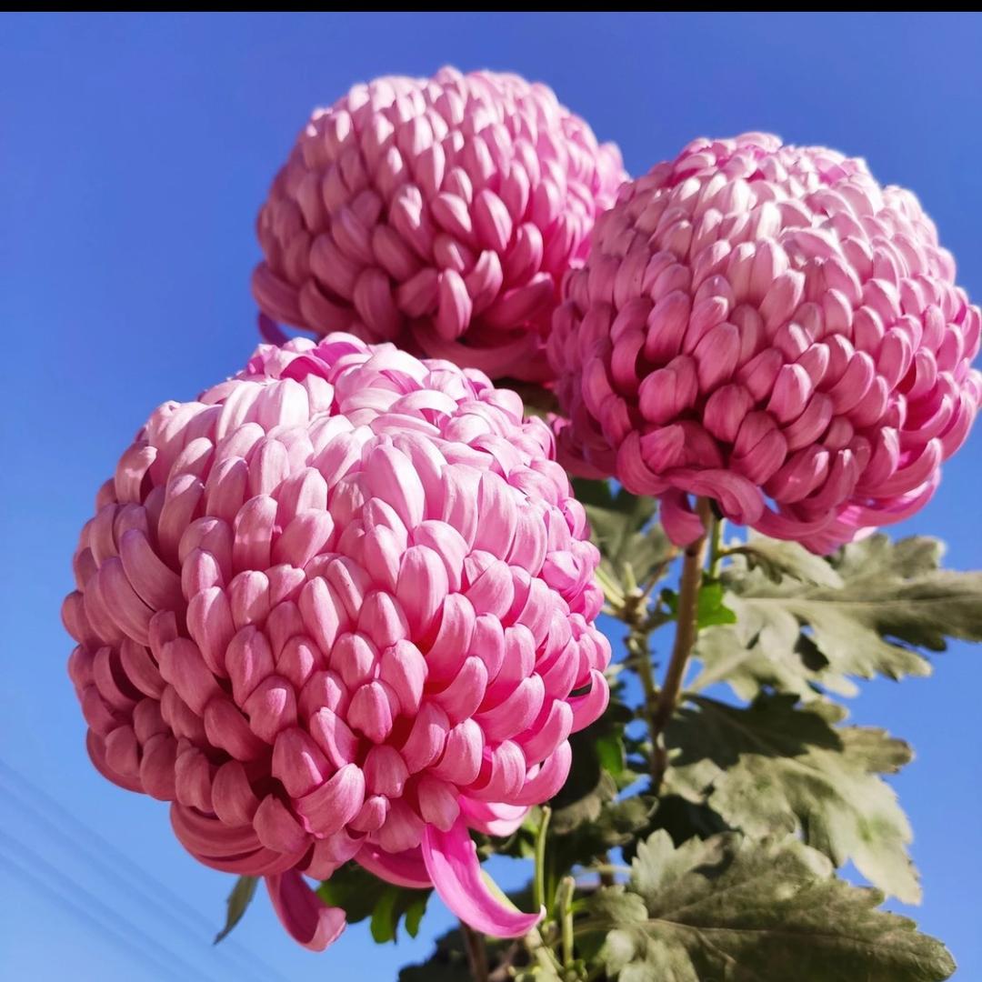 益香阁花木经营部