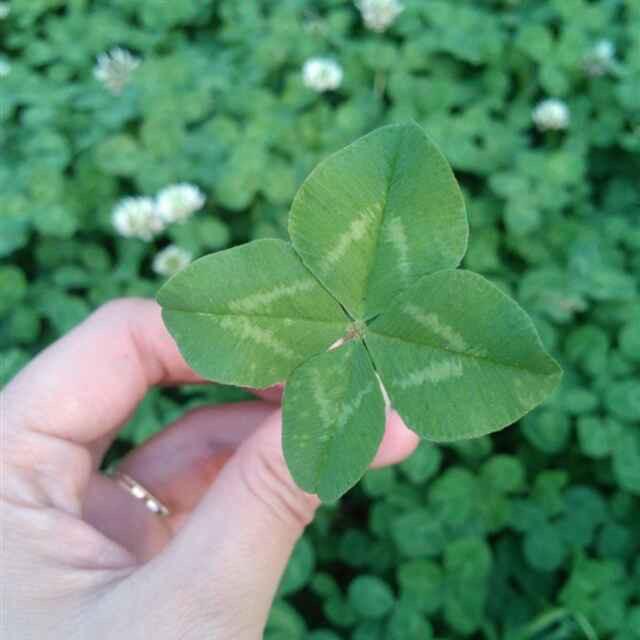 ✨🍀玲儿🍀✨