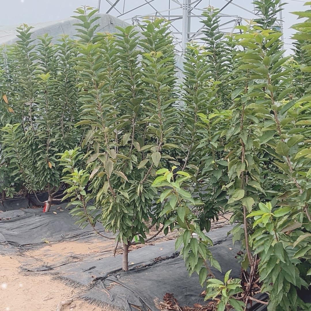 富兴果树