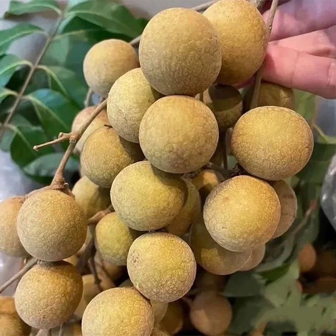 润丰鲜果行