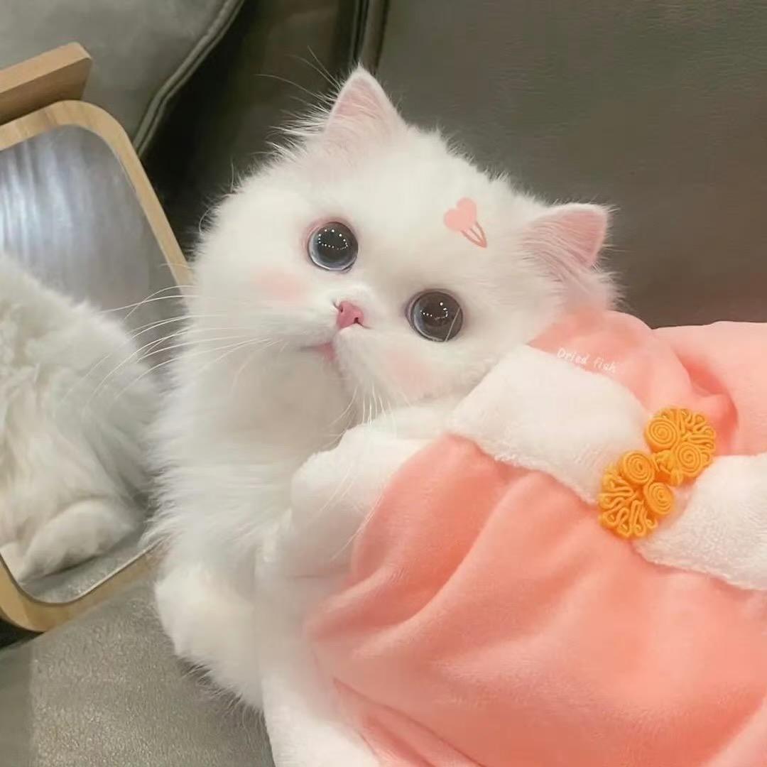 桃桃🍑