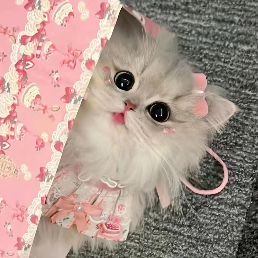 小顾不是小孩