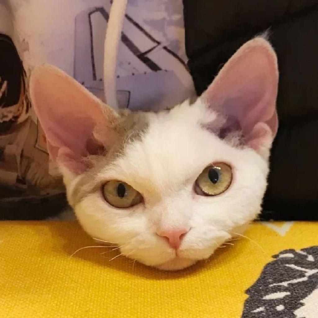羊呢