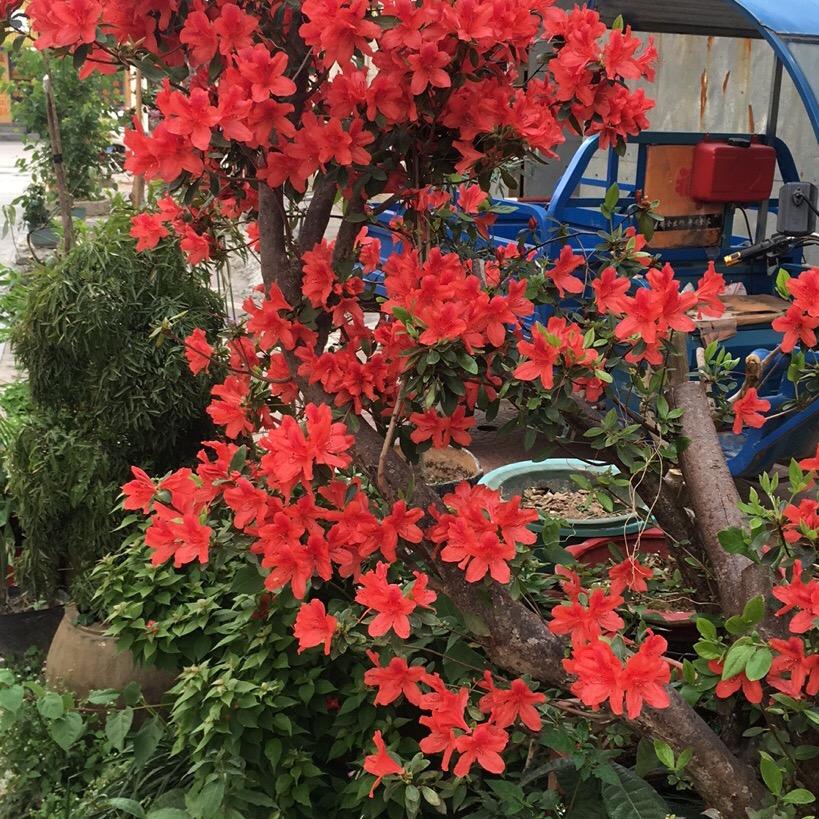 黄如金，鲤中绿海花卉，