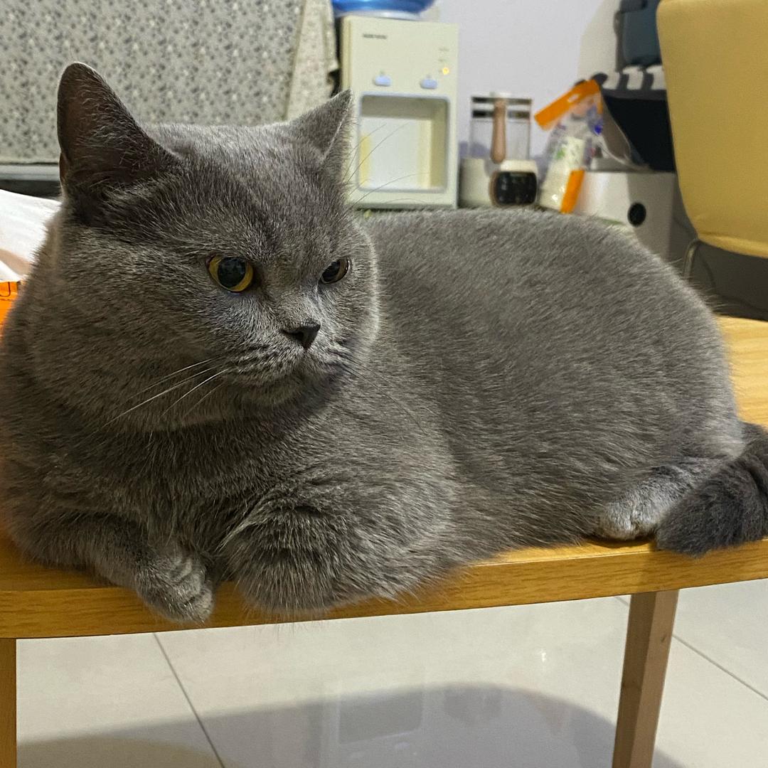 茜茜的小日子