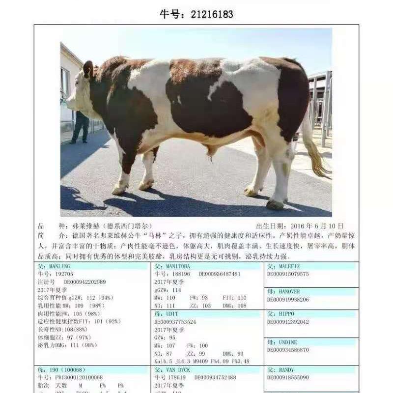 巨丰牛业