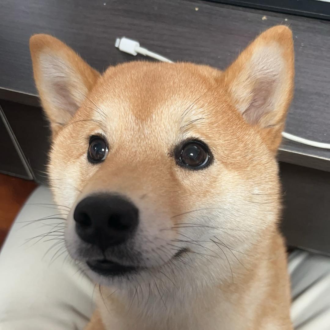 酷酷啊呜