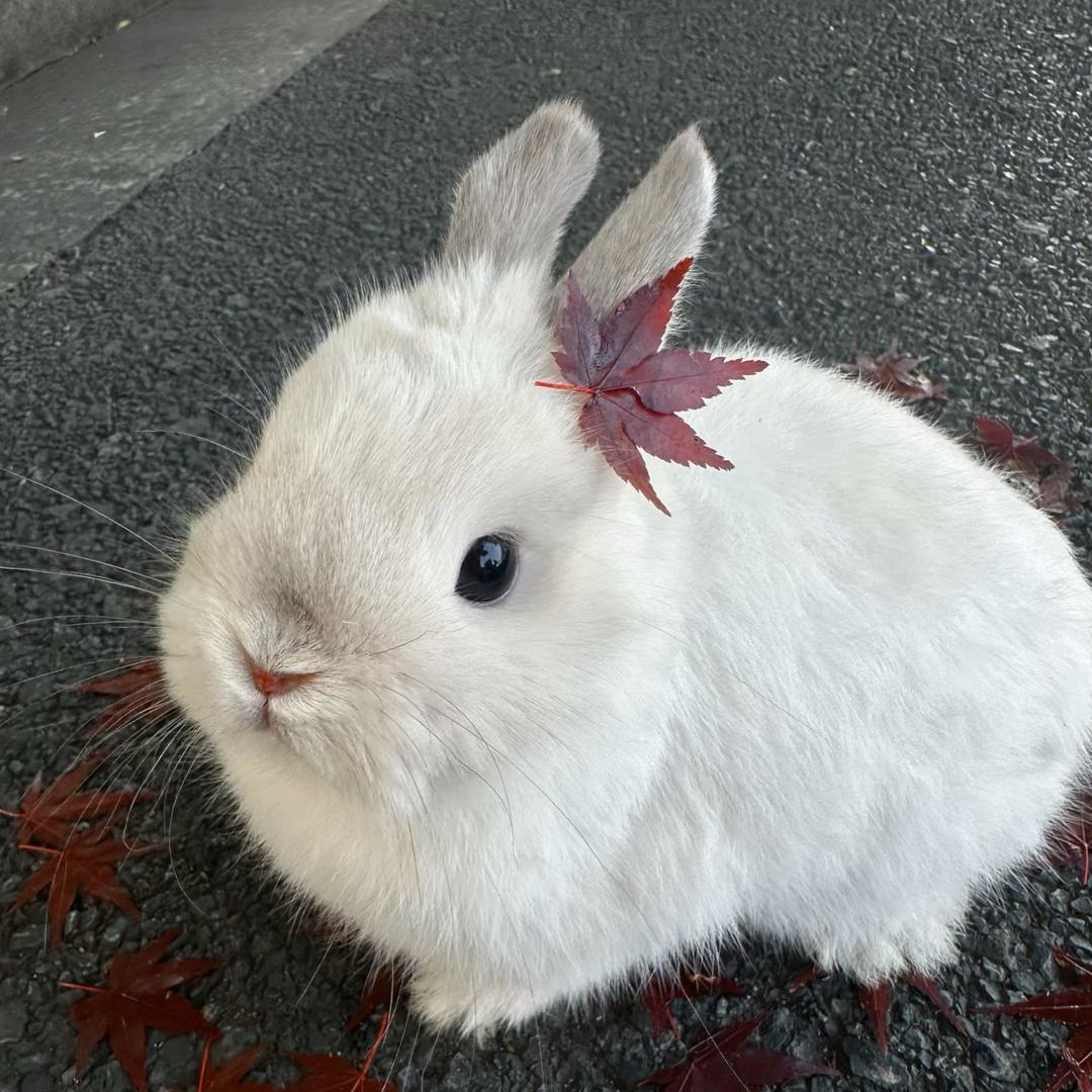 华年🌈