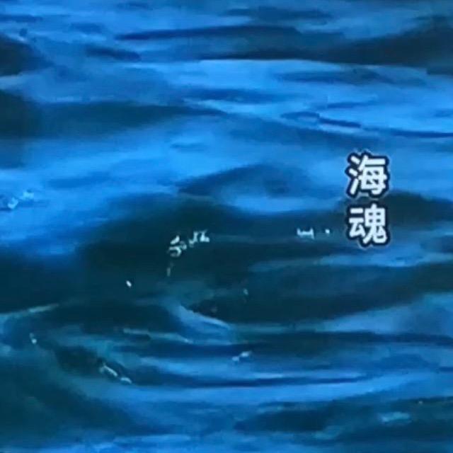 🐳海魂