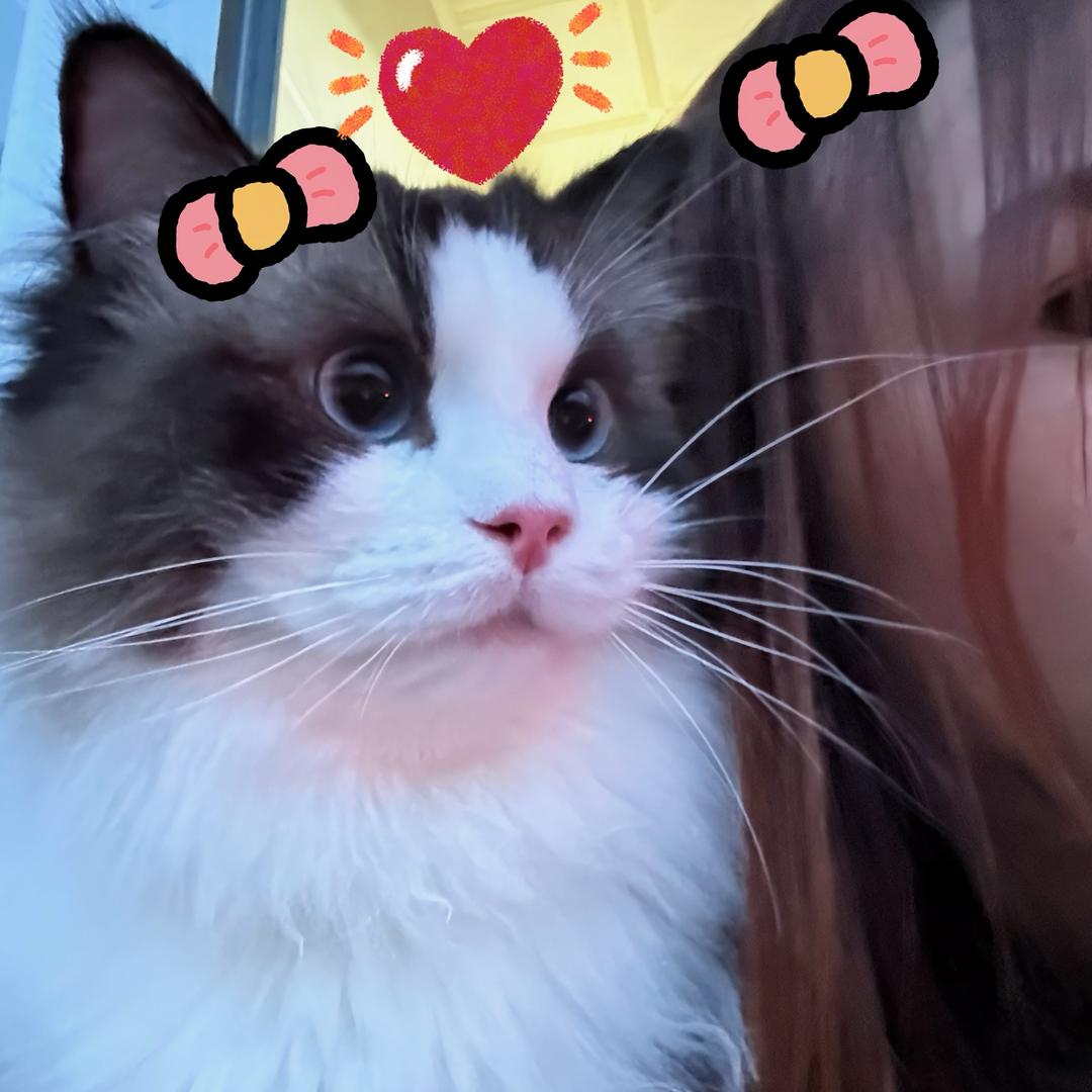 饼子是只布偶🐱