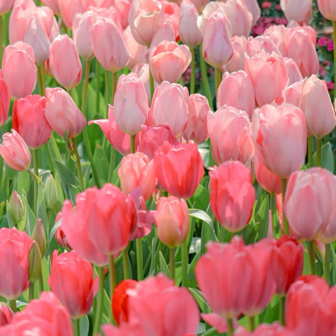 艳艳精选花茶店