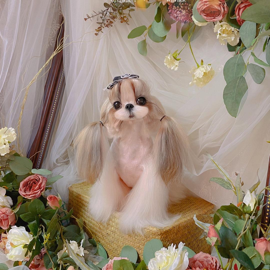 Allan西施犬