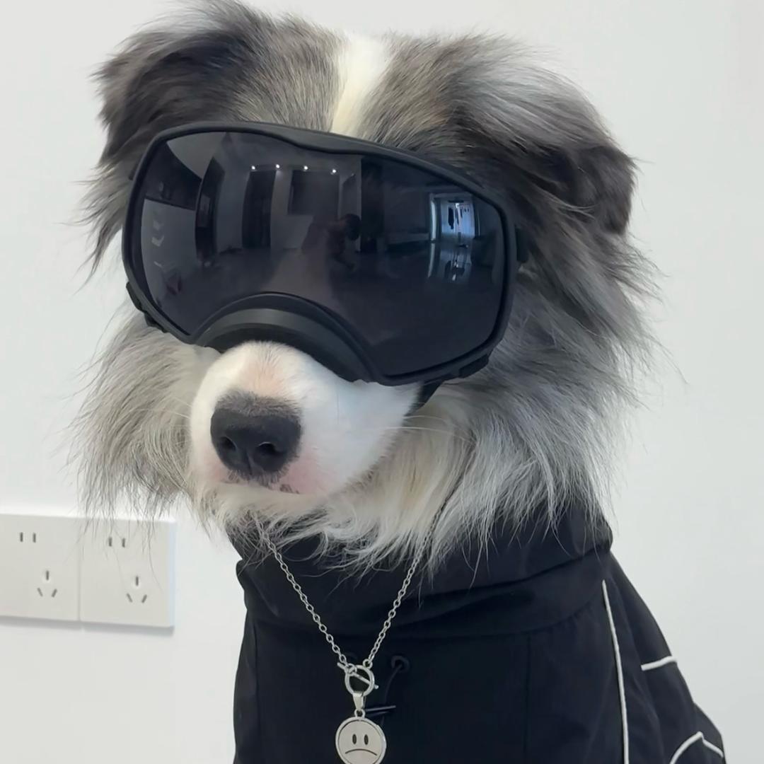 边牧果果