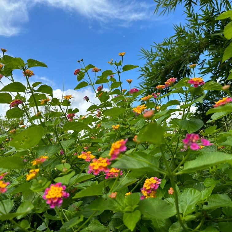 QINGSONG云沐芳华花卉绿植