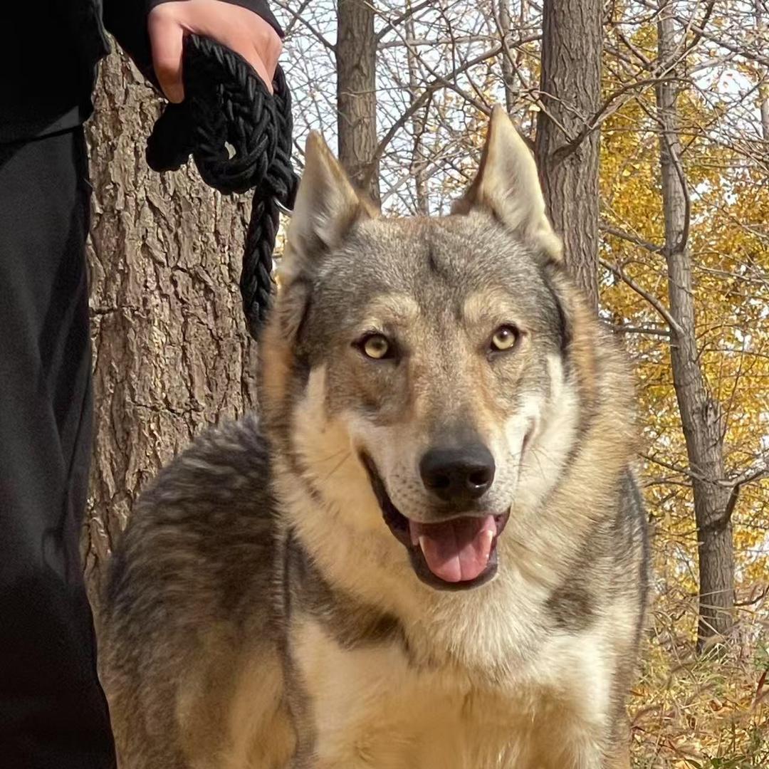 捷克狼犬EZ