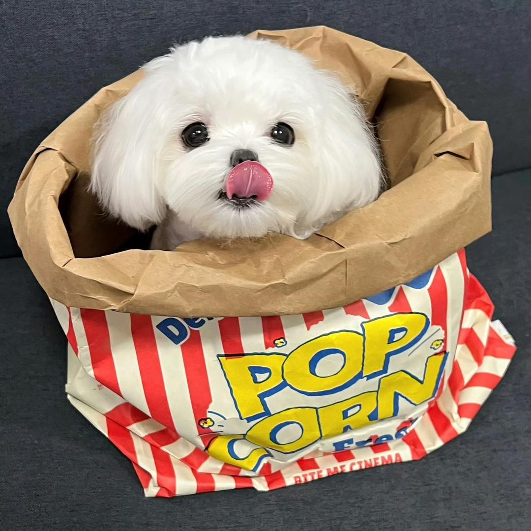 🌈 小鲤鱼泡泡🫧