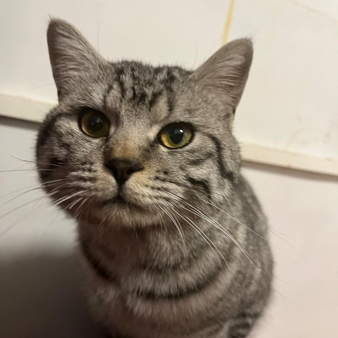 小年糕