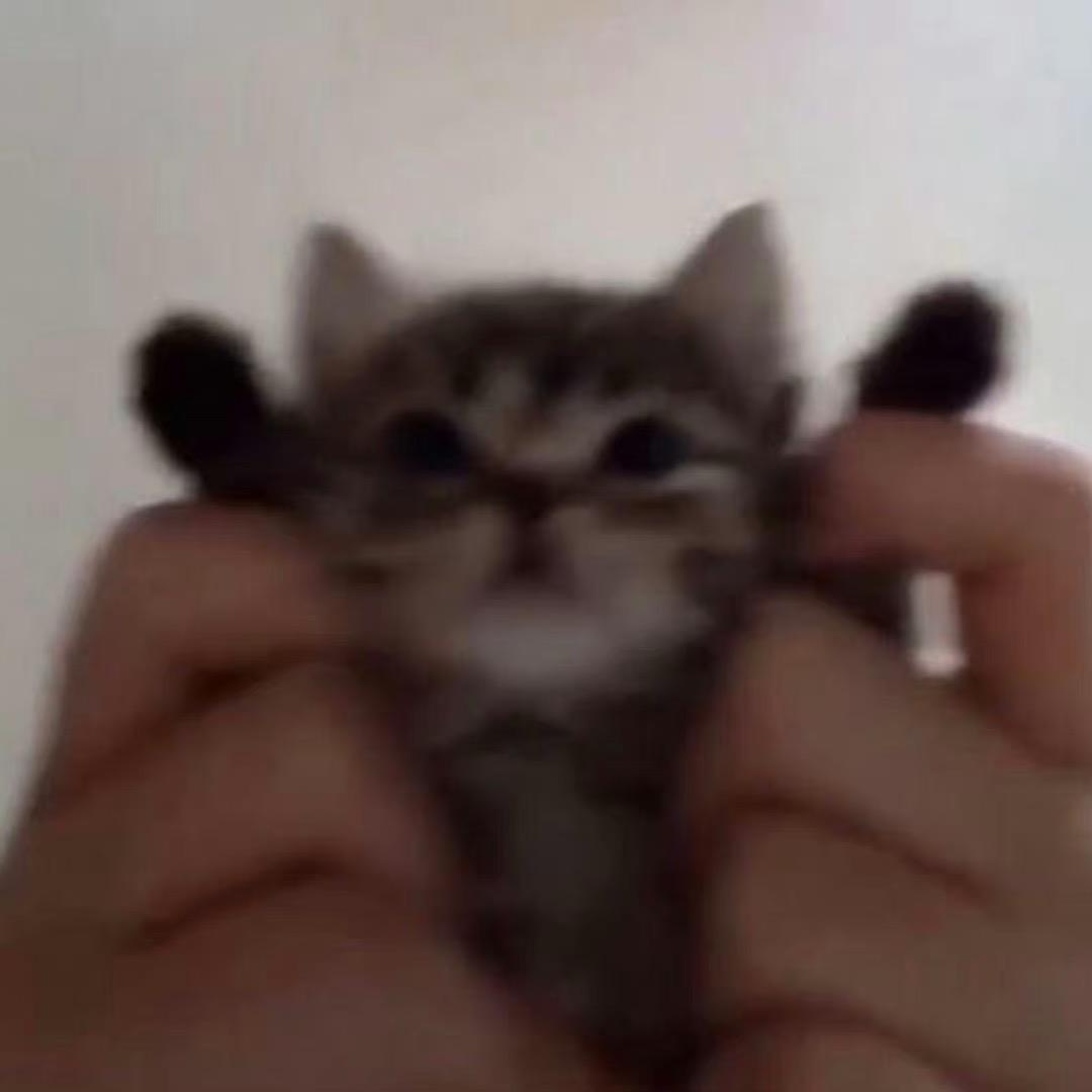 兔尾猫