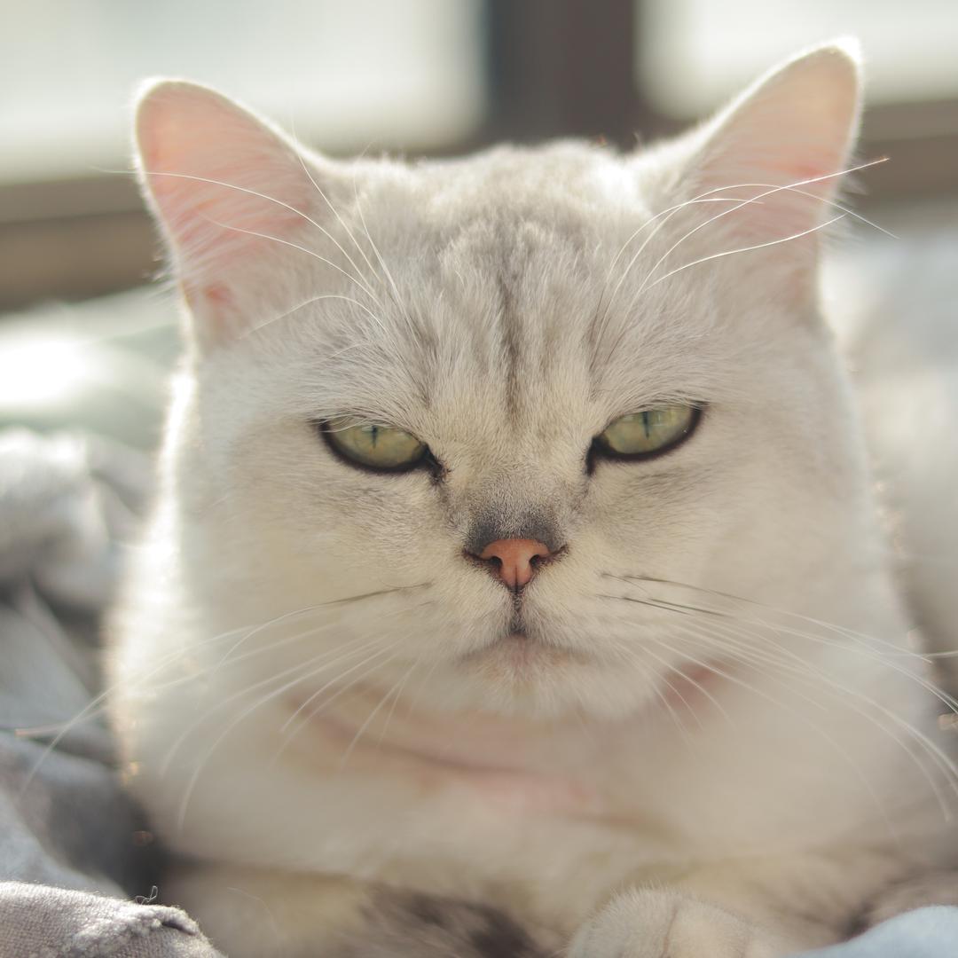 喵不可颜工作室