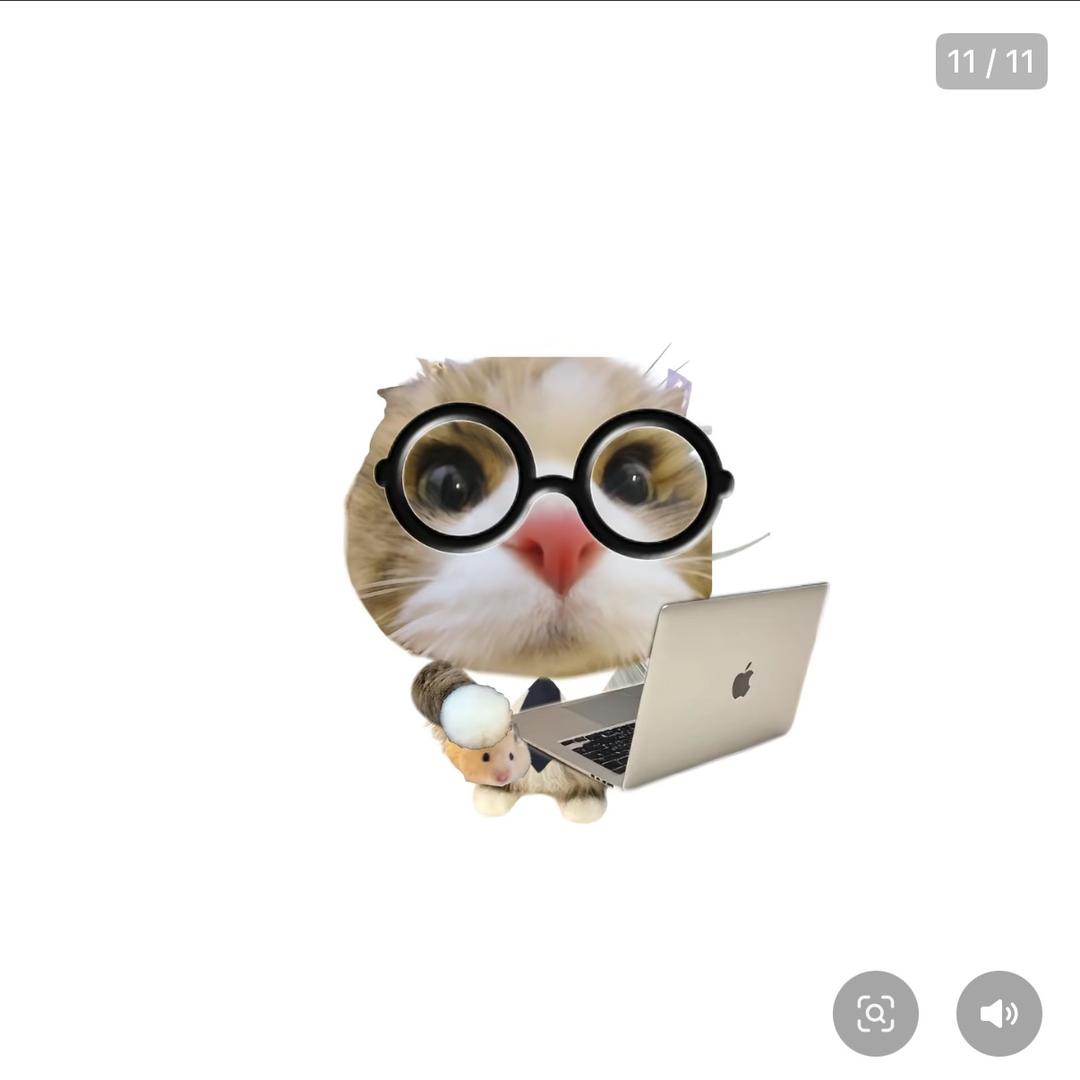电脑💻猫