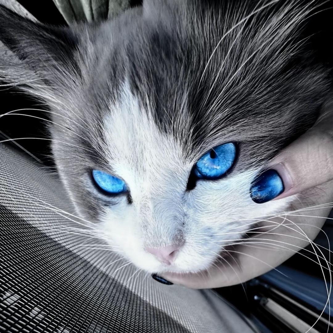 ¹ ¹