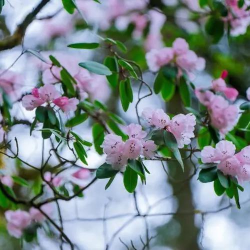 开悟👏🏼@筭茗魳