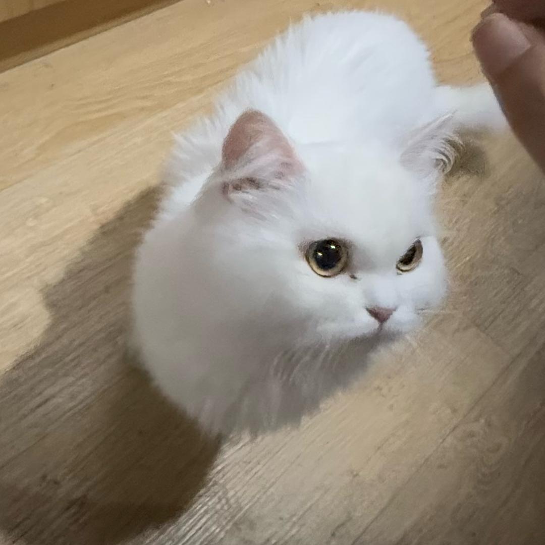 …