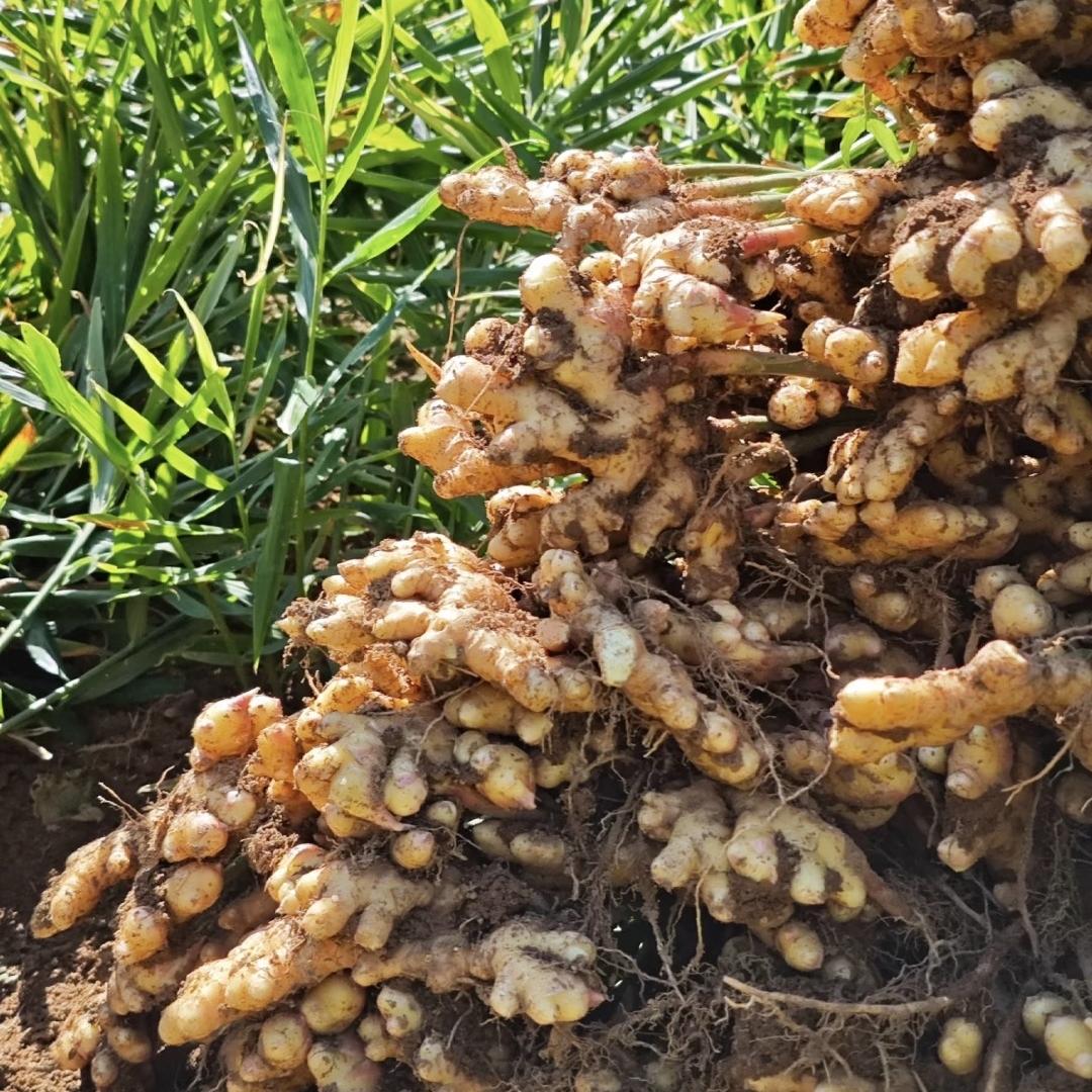 塔中塔七彩云果