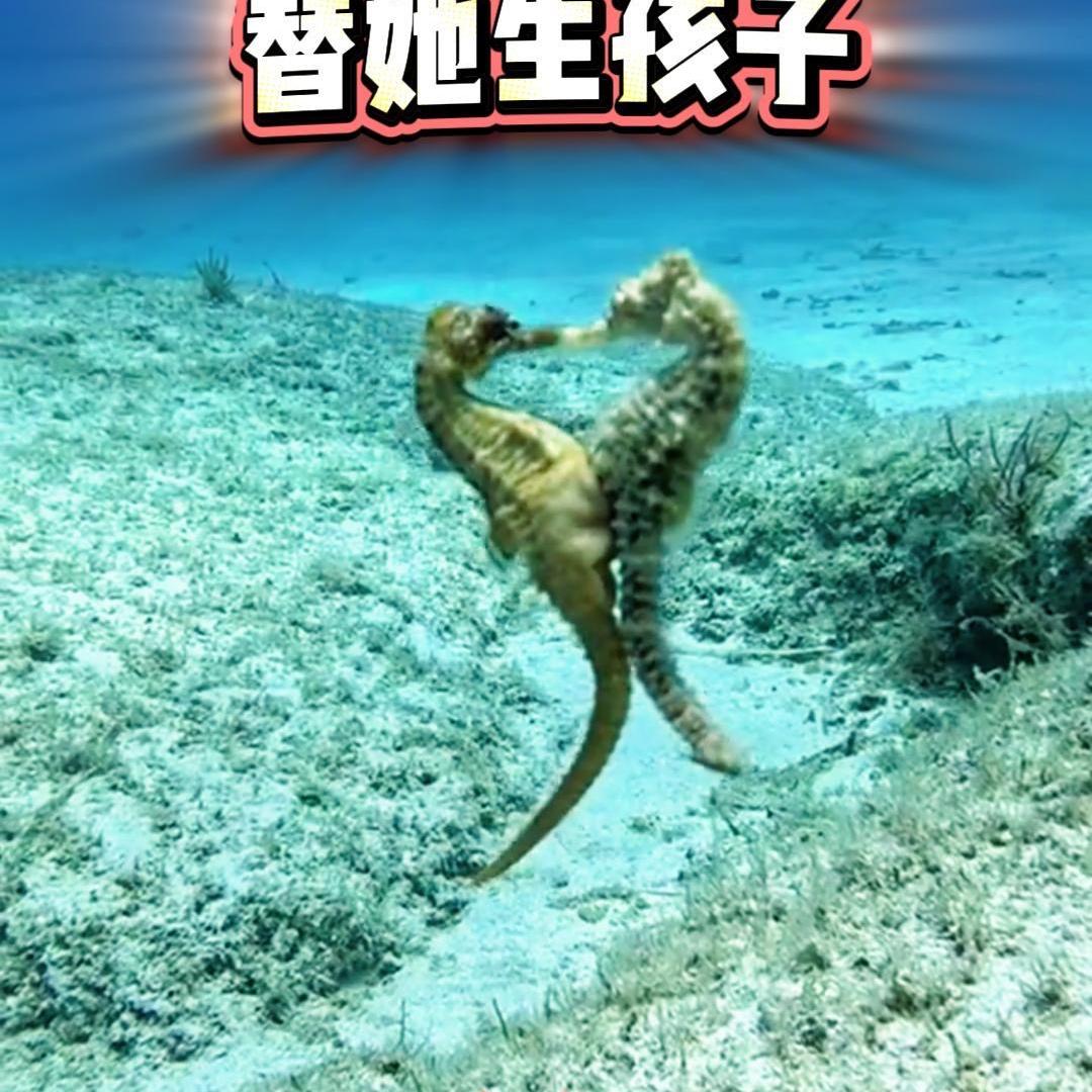 大连海骉海龙海珍品厂