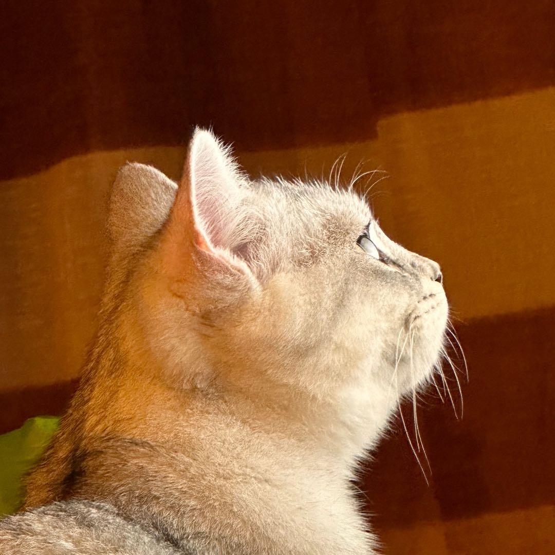 元宝元宝是只猫