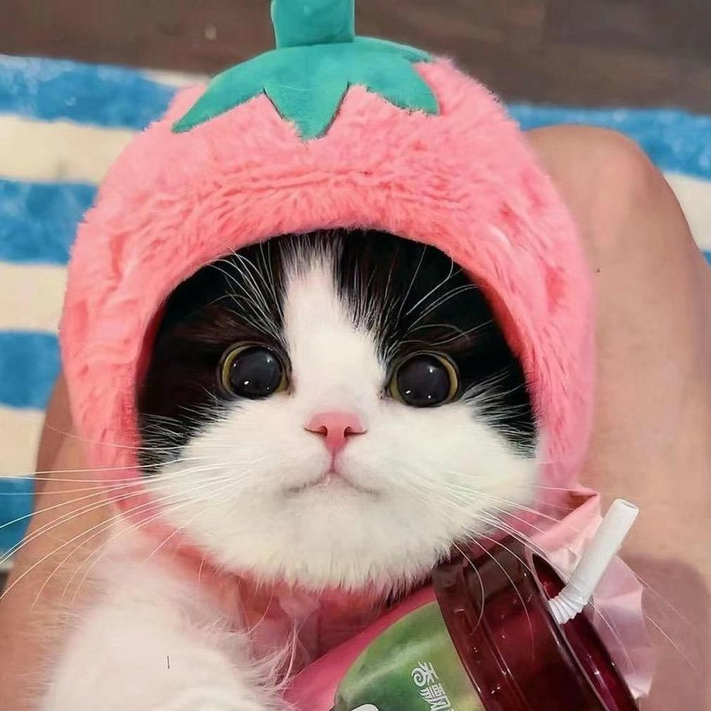 肥猫猫不肥