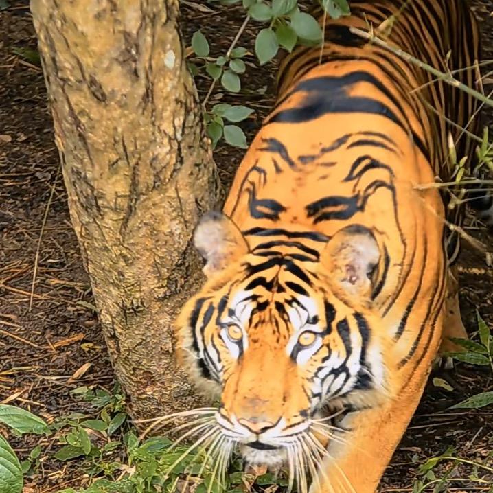 爱吃火锅的射手座