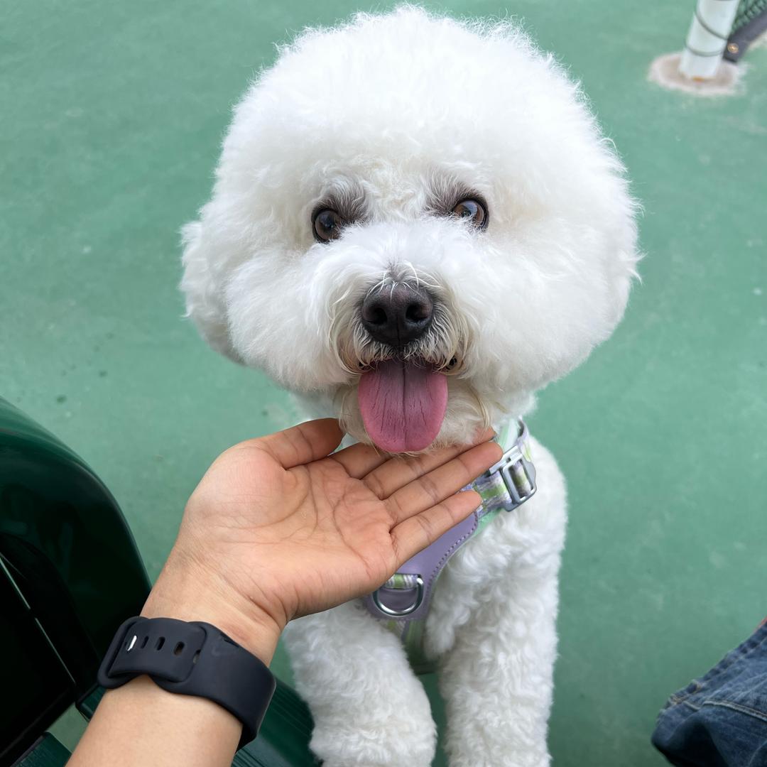 十五是只小比熊