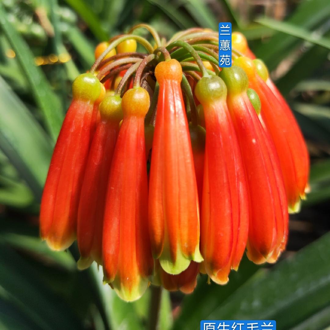 兰蕙苑郝春红