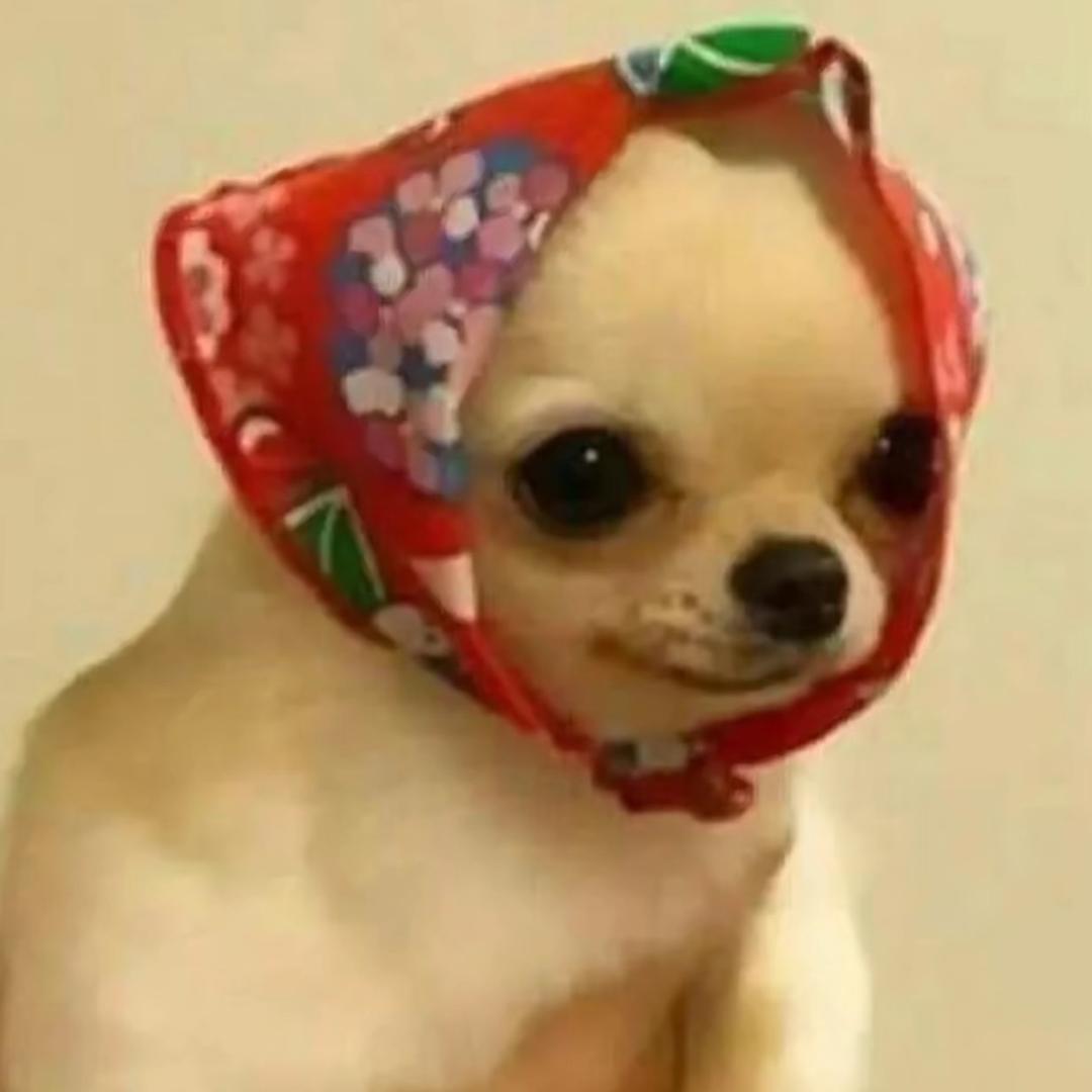 佩佩一定不会穿黑丝