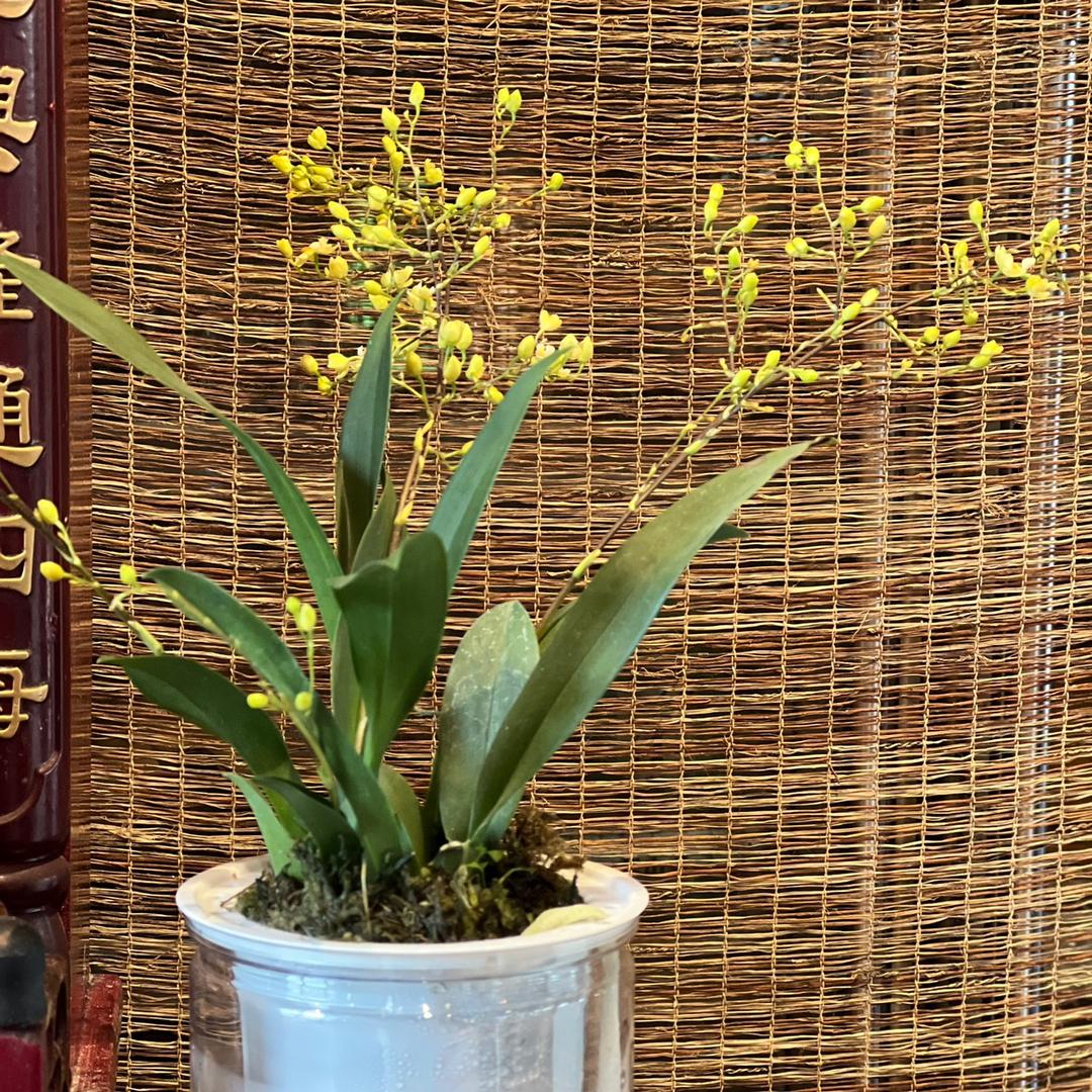 金桥茶城曾姐
