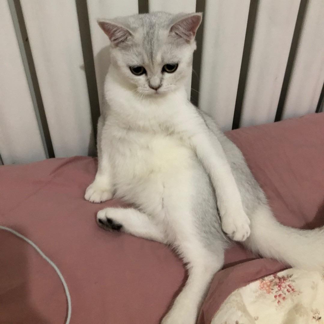 波波茄子